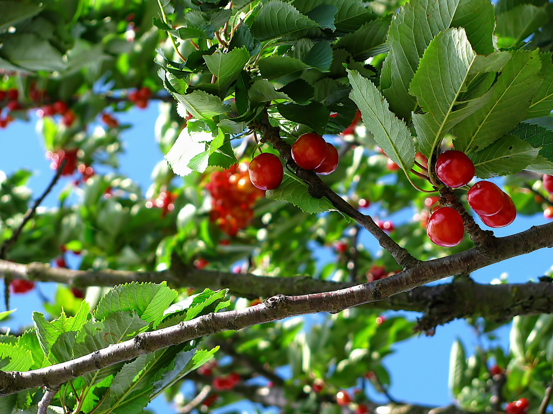 Výživa a hnojení ovocných stromů
